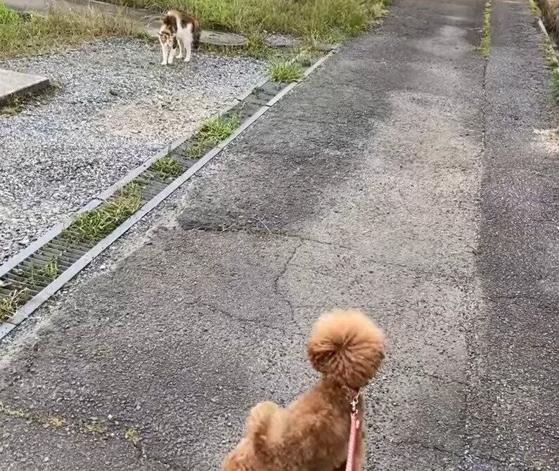 猫を発見する犬