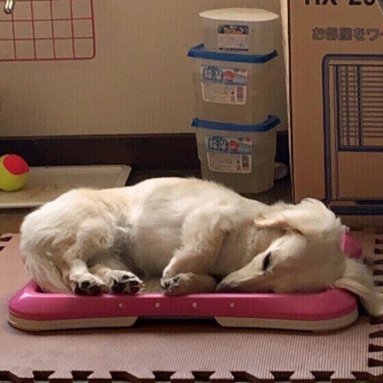 トイレの上で眠るミニチュア・ダックスフンド