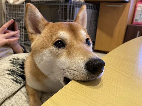 机をかじるきなこちゃん