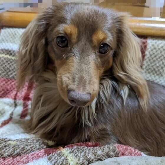 犬の目はじっと見つめてはいけないの 犬と視線を合わせることのメリットとデメリット いぬのきもちweb Magazine