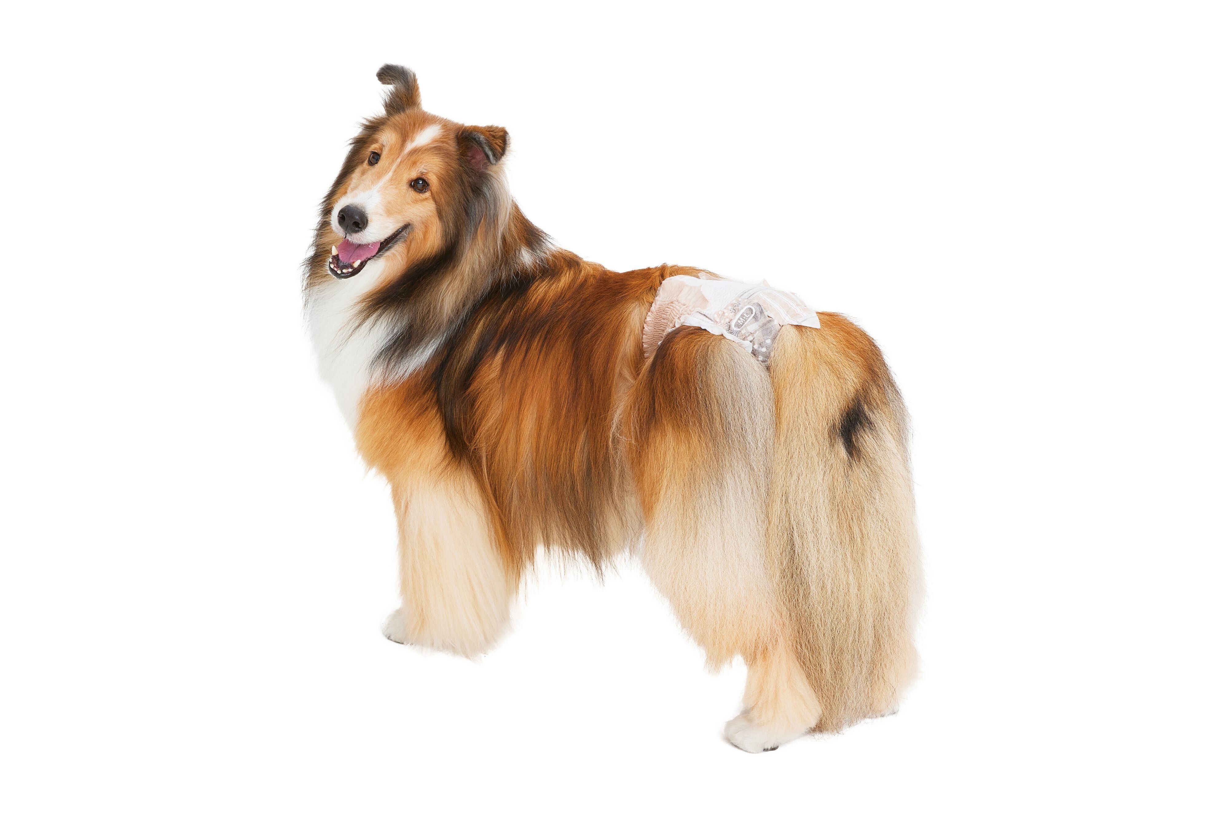 「エリエールPet キミおもい のびのび動けるアクティブウェア」をはいたシェットランド・シープドッグ