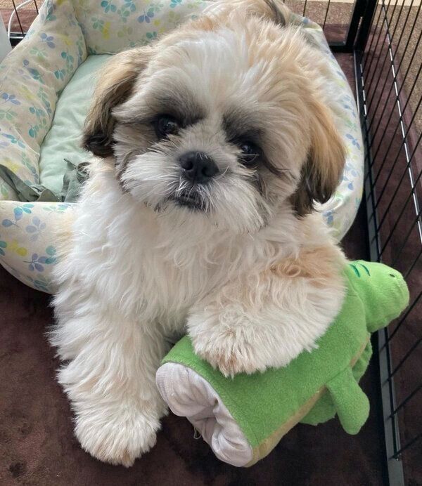 ほっぷくん