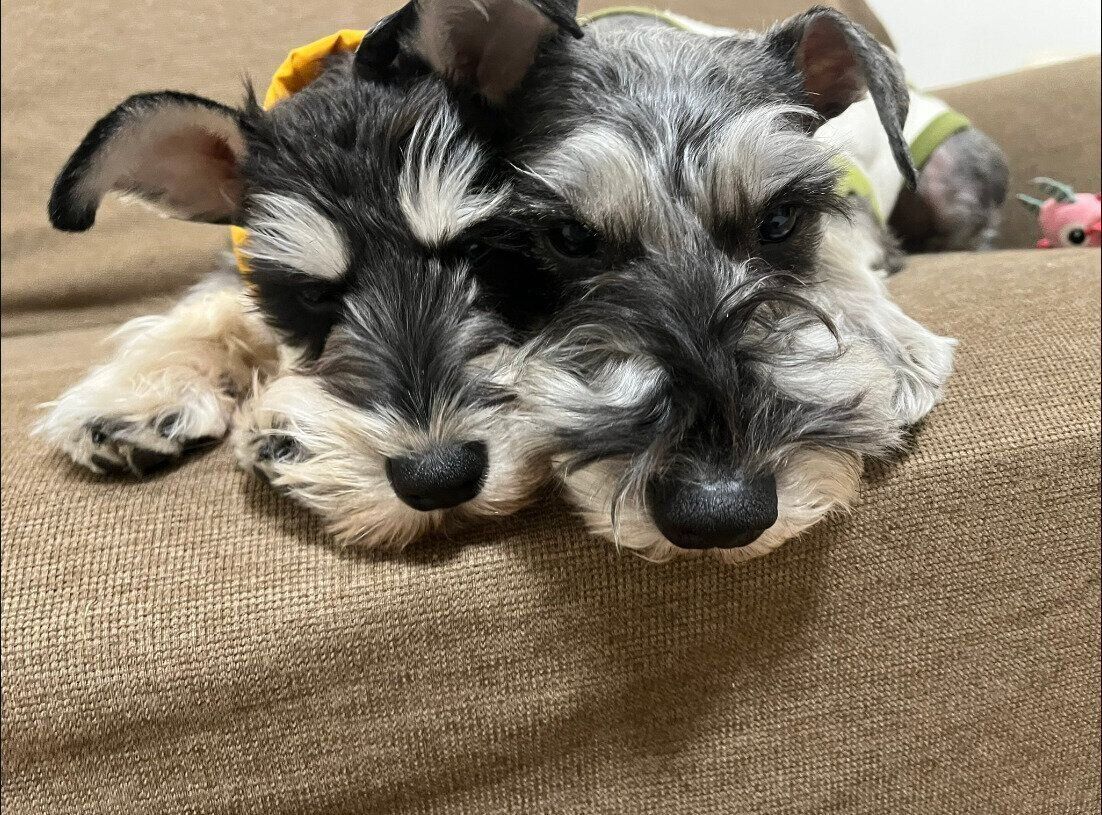 ソファの上でくっつくこたろうくん、はづきくん