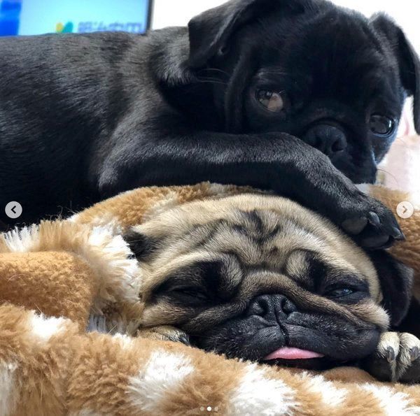 パグの小梅ちゃんと小豆ちゃん