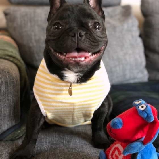 笑顔のフレンチブルドッグ