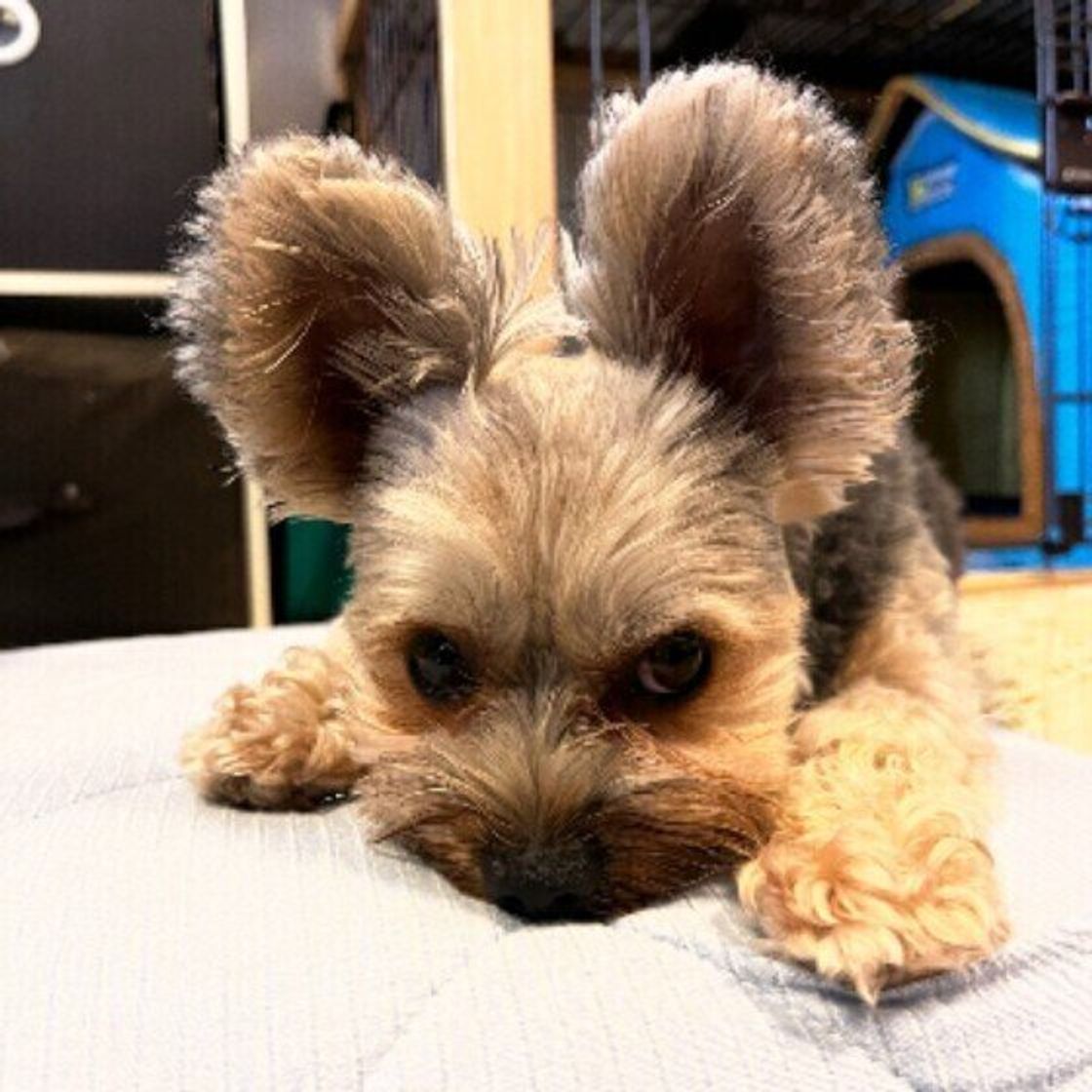 これも愛情表現 犬の 何気ないしぐさ に見られる意外な愛情サイン いぬのきもちweb Magazine これも愛情表現 犬の 何気ないしぐさ に見られる意外な愛情サイン いぬのきもちweb Magazine