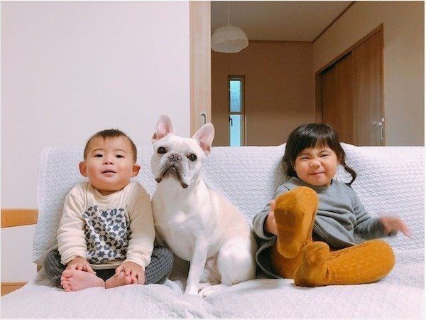 お医者さんごっこに付き合うフレンチ・ブルドッグ