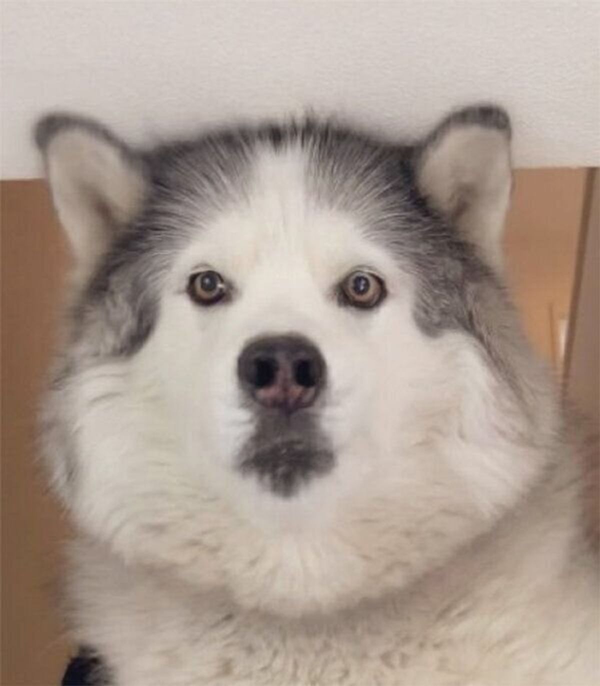 同じ犬とは思えない オヤツのとき お風呂のときで表情の差がありすぎるハスキー いぬのきもちweb Magazine 同じ犬とは思えない オヤツのとき お風呂のときで表情の差がありすぎるハスキー いぬのきもちweb Magazine