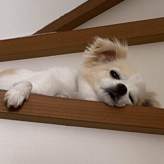 犬の足腰に負担がかかる？ 階段を昇り降りする習慣のある犬への注意点 いぬのきもち