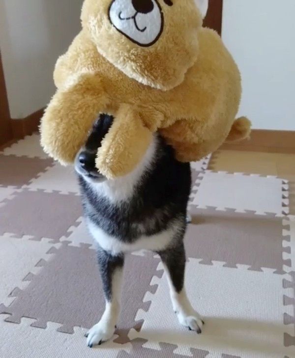 ティッシュケースを載せる柴犬