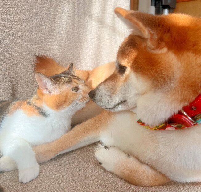 鼻と鼻をくっつける2匹