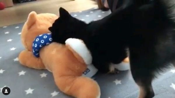 ぬいぐるみを振り回す豆柴