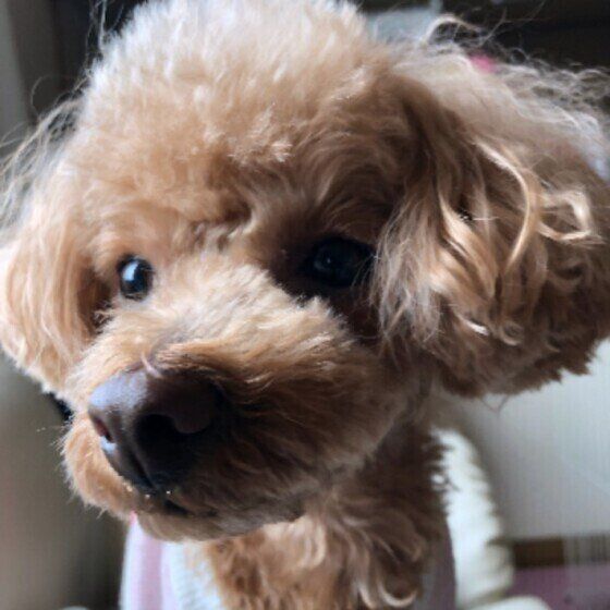 近くで写真を撮るトイ・プードルの茶々ちゃん