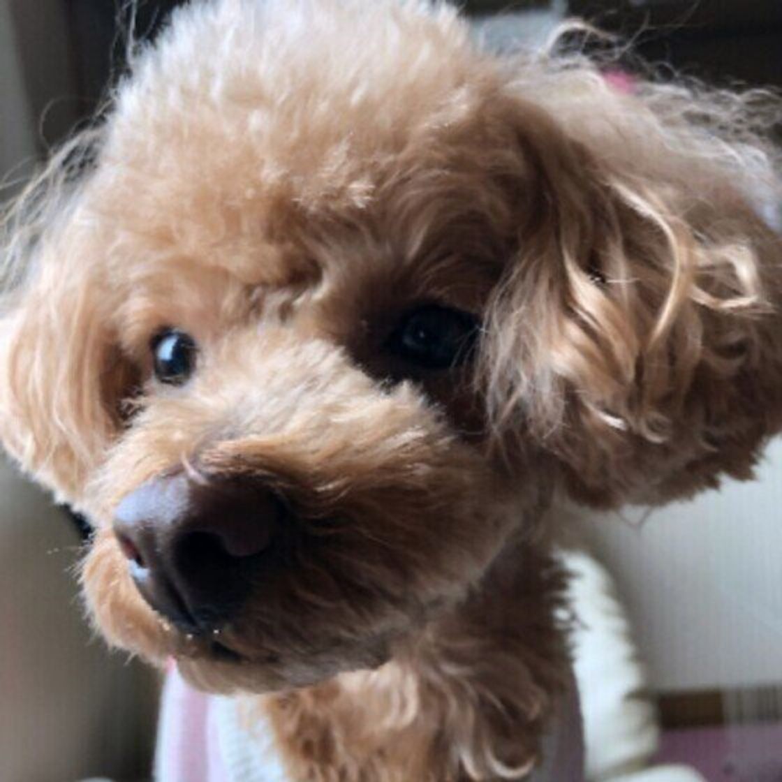 さみしくてかまってほしい アピール 犬が見せる行動のワケ いぬのきもちweb Magazine さみしくてかまってほしい アピール 犬が見せる行動のワケ いぬのきもちweb Magazine