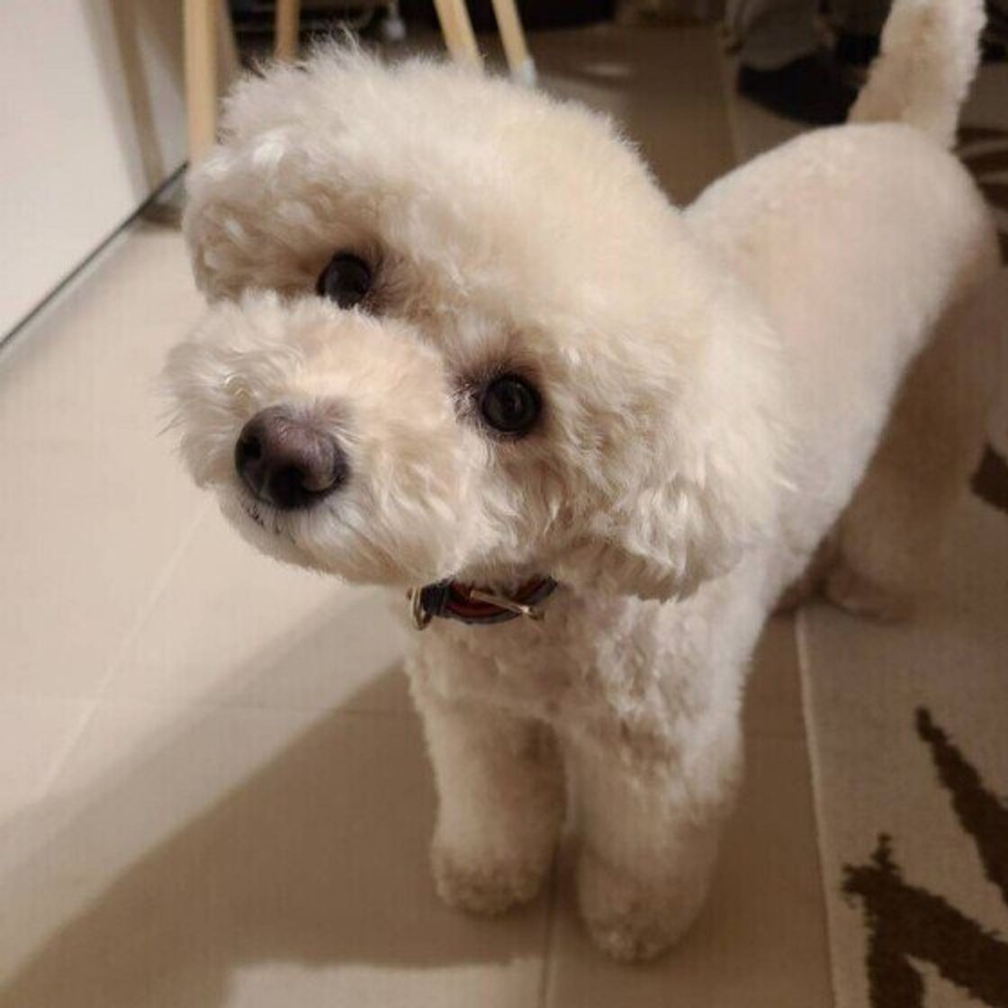 シニア犬の頑固やわがままは長生きの証 犬が年をとると頑固になる理由 いぬのきもちweb Magazine シニア犬の頑固やわがままは長生きの証 犬が年をとると頑固になる理由 いぬのきもちweb Magazine