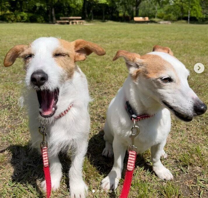 あくびをするふぅちゃん