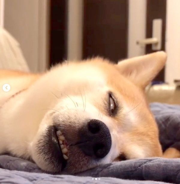 白目で眠るきなこちゃん