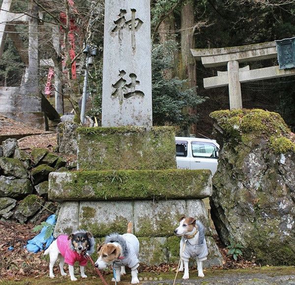 武蔵御嶽神社に来たジャックラッセルテリア