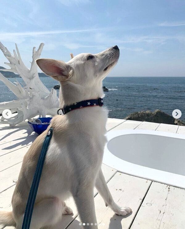 お出かけをしたときのレオンくん