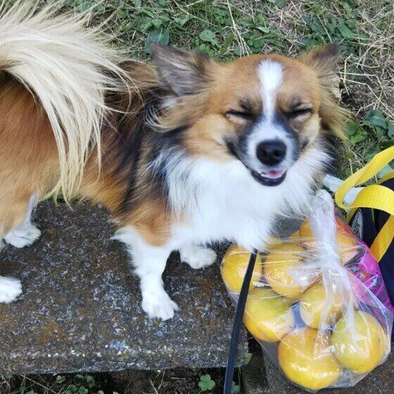 袋に入っているみかんと一緒のミックス犬