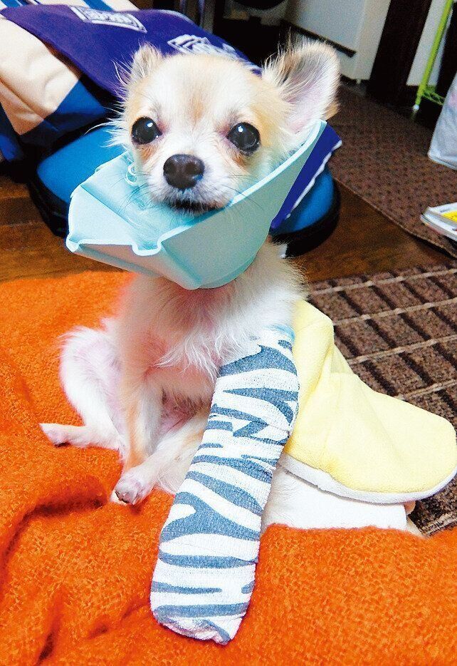 4才のとき肥満細胞腫の切除手術を行い2週間入院。その間3日間だけ一時帰宅することができました