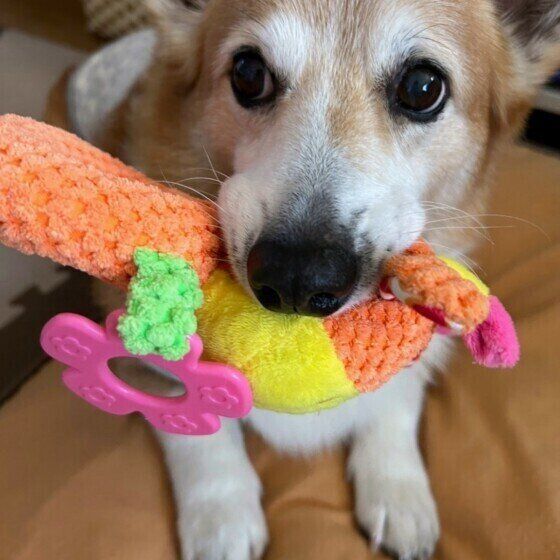 ウェルシュ・コーギー・ペンブロークのココアくん