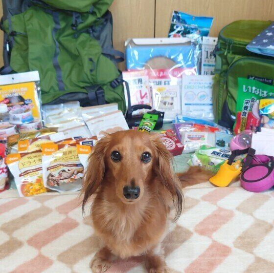 万が一の災害に備えた犬の非常食、何を備蓄しておけばいい？ いぬのきもち