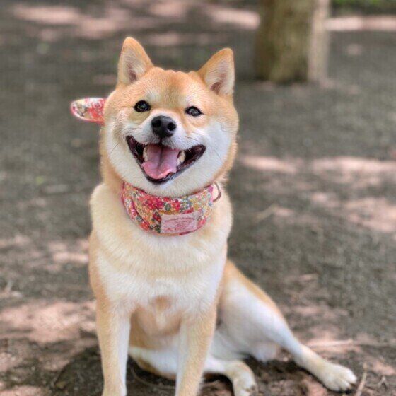 「いつだって一緒にいたい！」犬の嫉妬深い行動にどう対応すればいい？ いぬのきもち