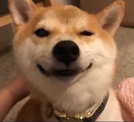 褒められて満面の笑みのこてつ君