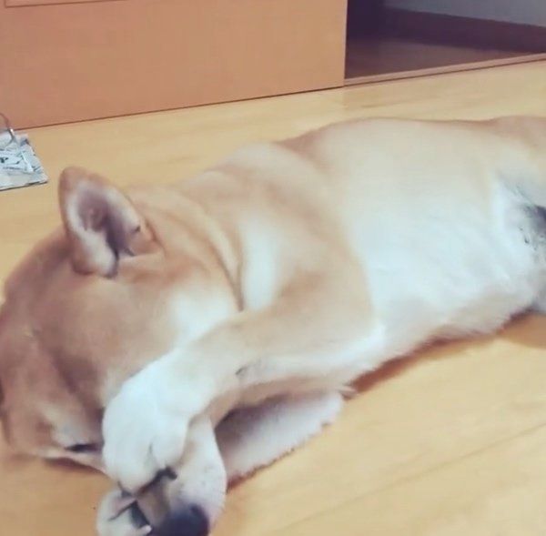 猫のようなしぐさをする柴犬