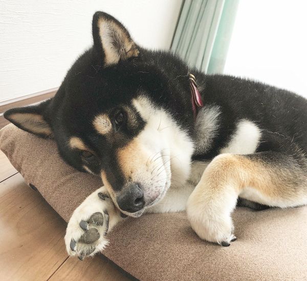 ドッキリを仕掛けられる柴犬