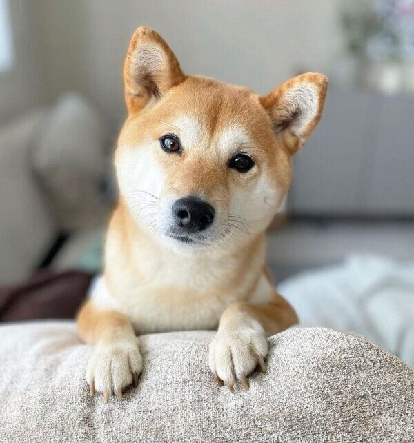 見つめるすずちゃん