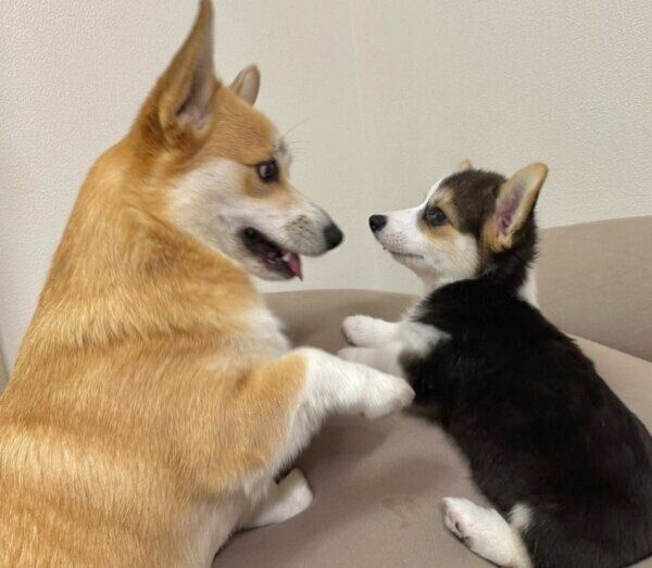 じゃれ合うコパンちゃんとポルテちゃん