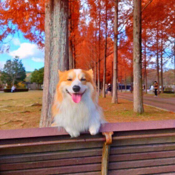 お出かけ中に笑ってる犬