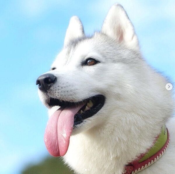 舌を出して笑ういろはちゃん