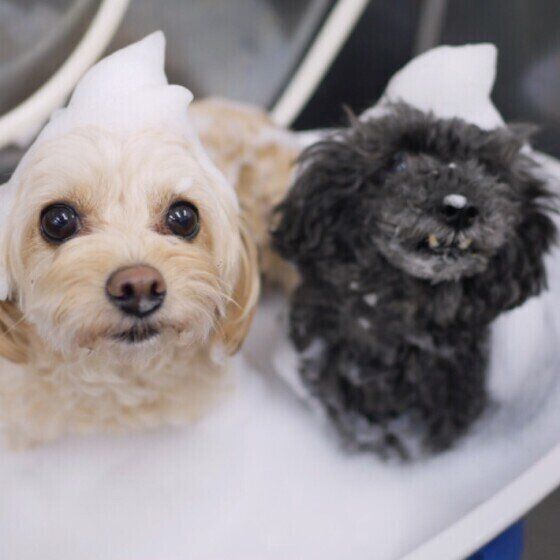 シャンプーの泡を頭に乗せる犬たち