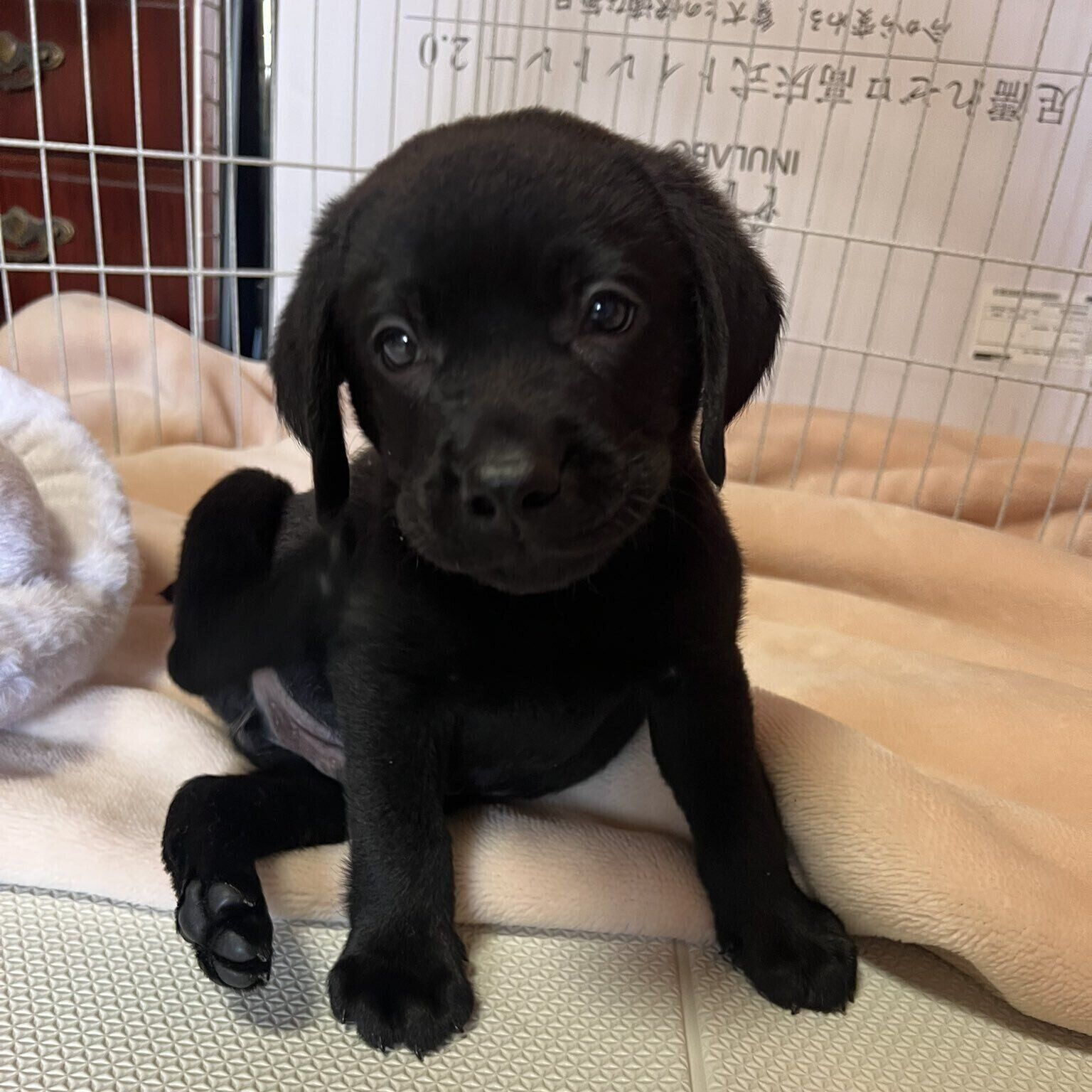 別の日　お迎えした頃のバッカスくんの様子