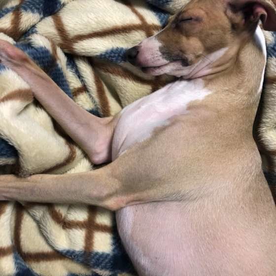 イタリアン・グレーハウンド