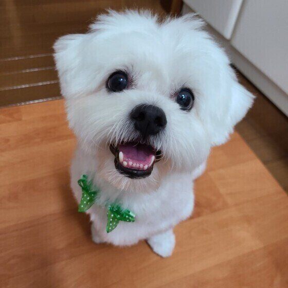 愛犬が家の中で突然走り出す？その理由とは いぬのきもち