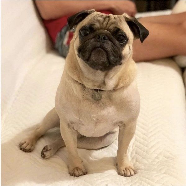 知らんぷりワンコ