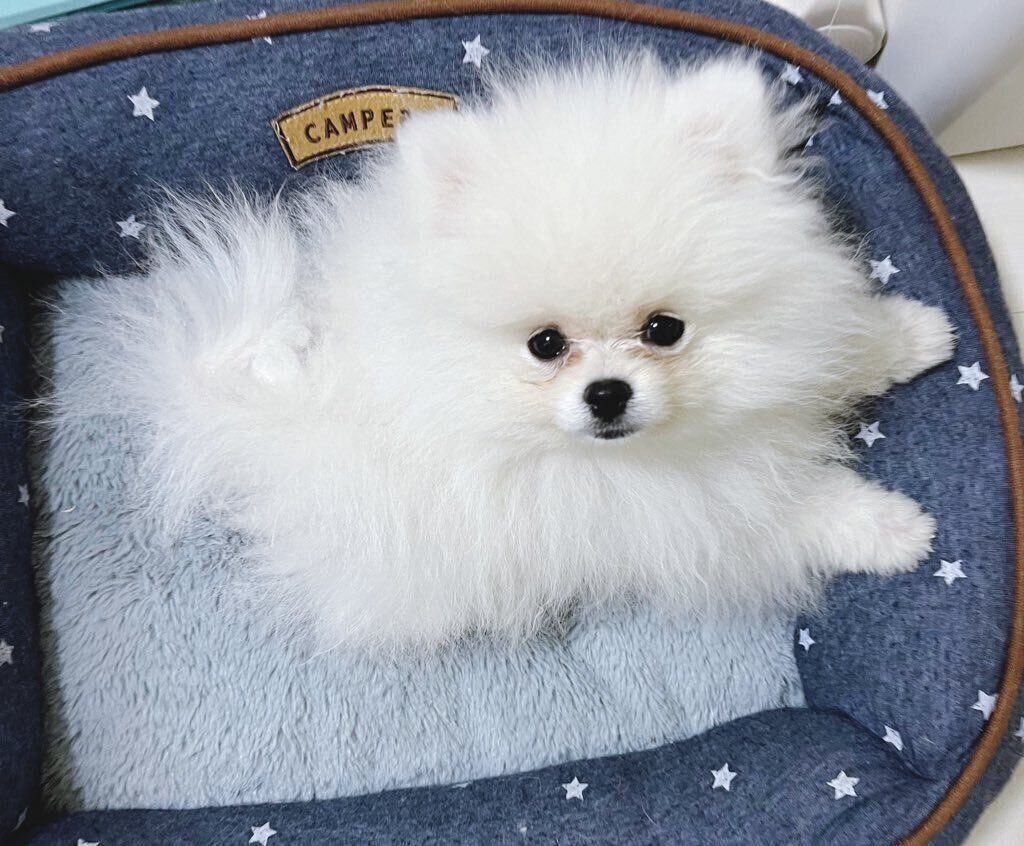 顔が大きく見えて「2頭身」のようだった子犬 7カ月後の成長