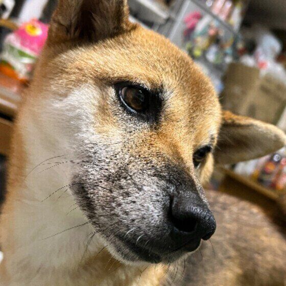 左うしろを振り向いている茶色い柴犬の顔アップ