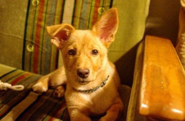 元保護犬・むぎちゃん