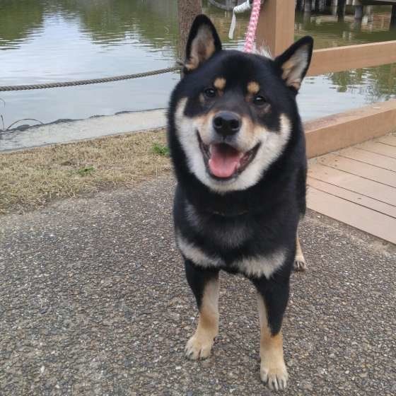 お散歩する柴犬