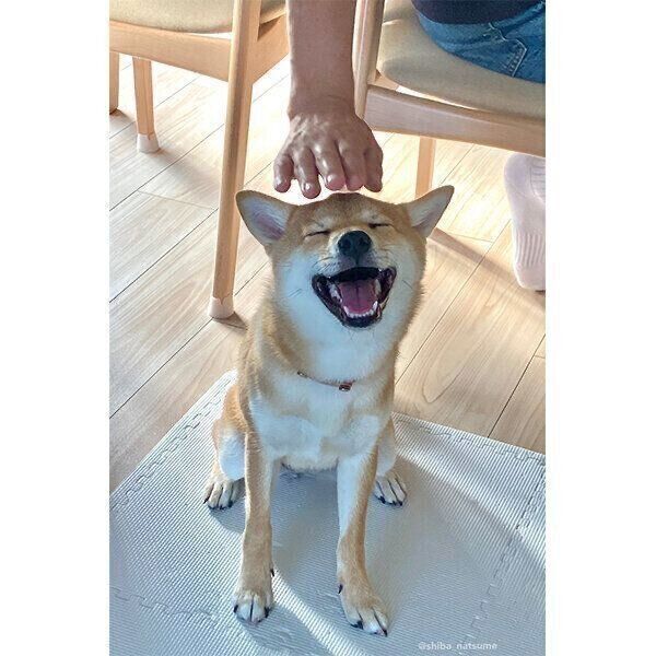 ナデナデしてもらって喜ぶなつめちゃん