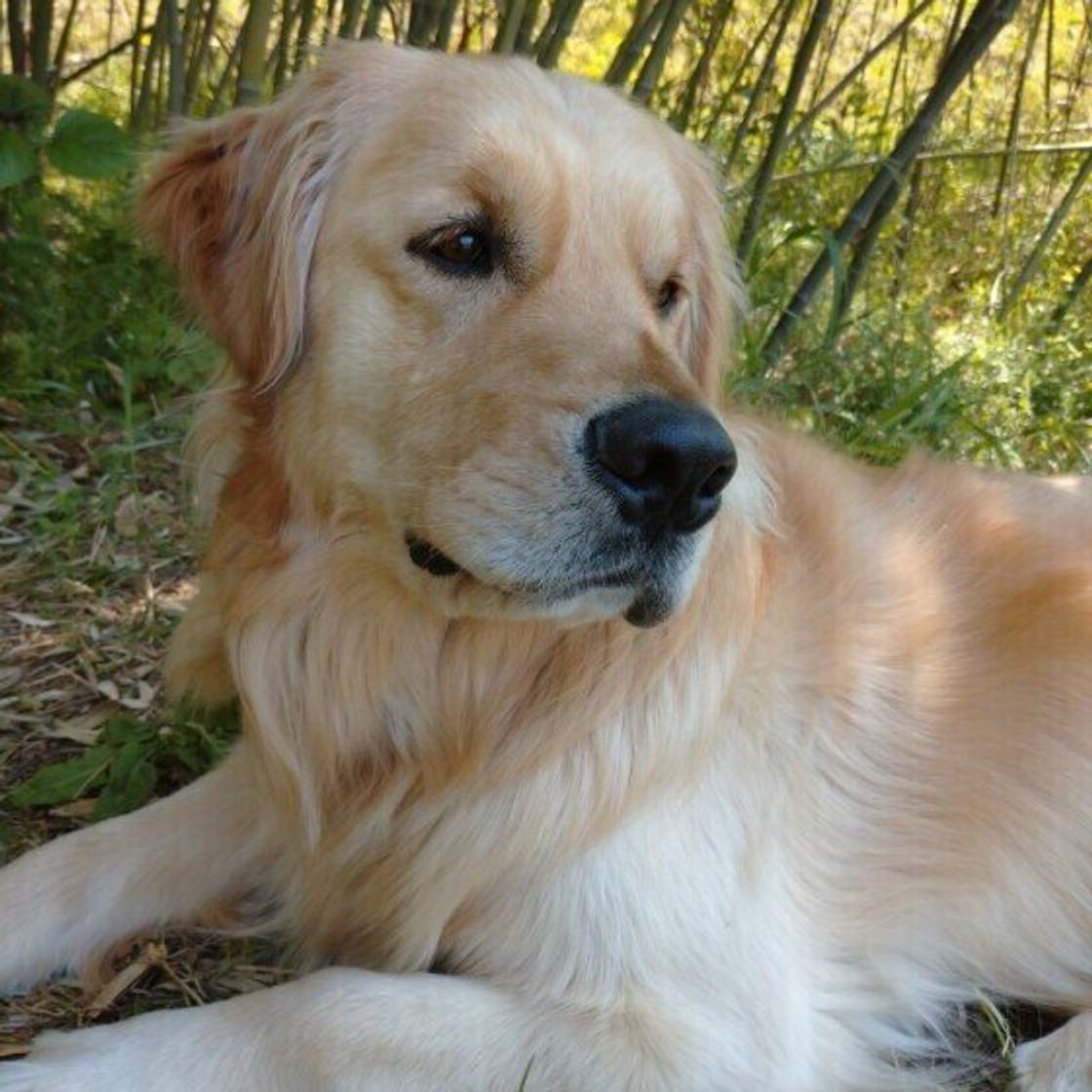うちの犬に 生えるはずのない 黒い毛が生えてきた 犬の毛の色のヒミツ いぬのきもちweb Magazine うちの犬に 生えるはずのない 黒い毛が生えてきた 犬の毛の色のヒミツ いぬのきもちweb Magazine