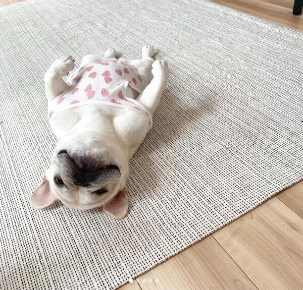 ヘソ天するひまわりちゃん