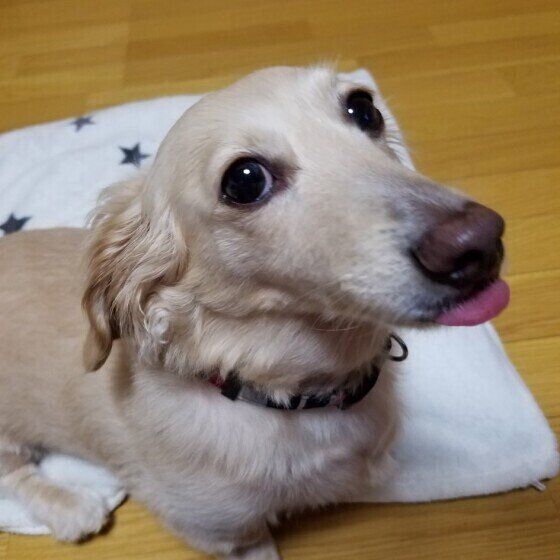 舌を出すミニチュア・ダックスフンド