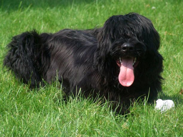 ポリッシュ・ローランド・シープドッグ