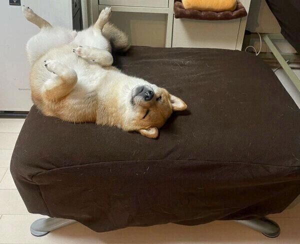 寝方のクセがスゴいぽんずさん